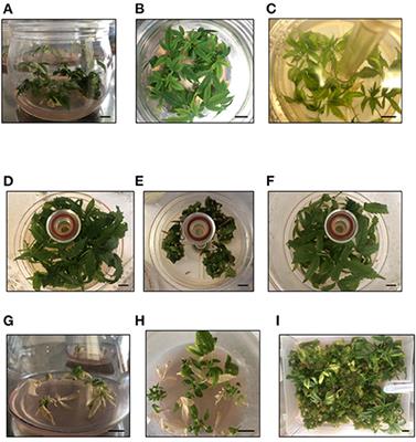 A Temporary Immersion System to Improve Cannabis sativa Micropropagation